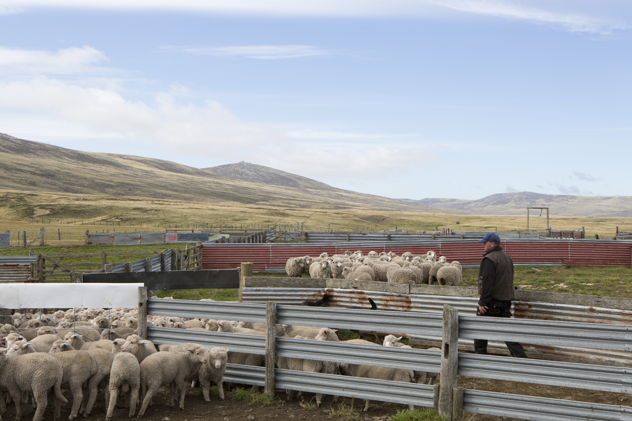 Falkland Islands Meat Company