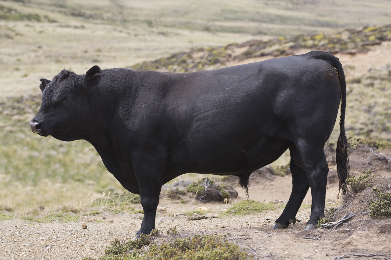 Falkland Islands Meat Company