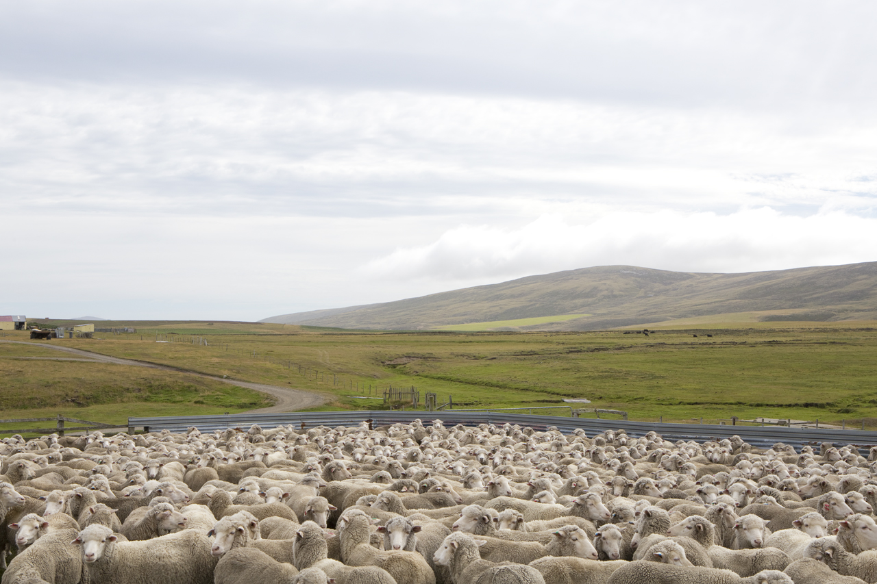 Falkland Islands Meat Company