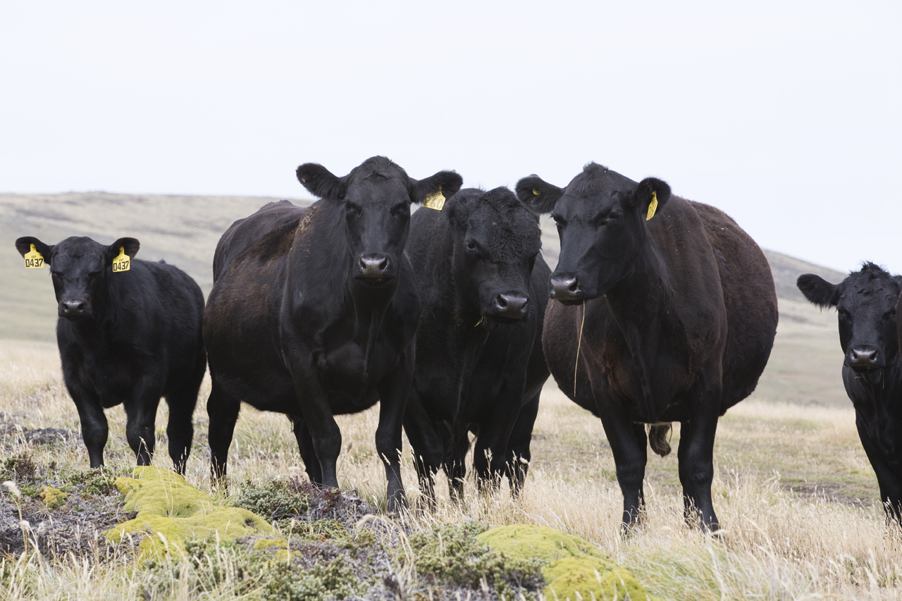 Falkland Islands Meat Company