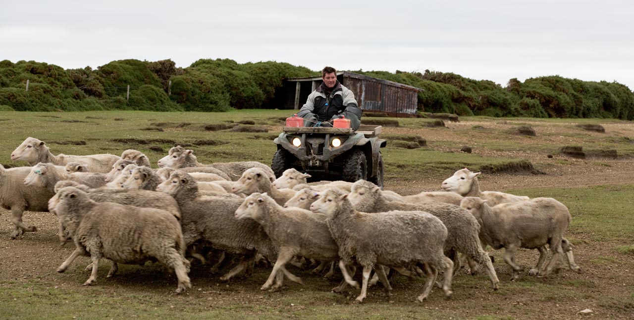 Falkland Islands Meat Company