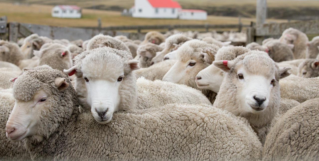 Falkland Islands Meat Company