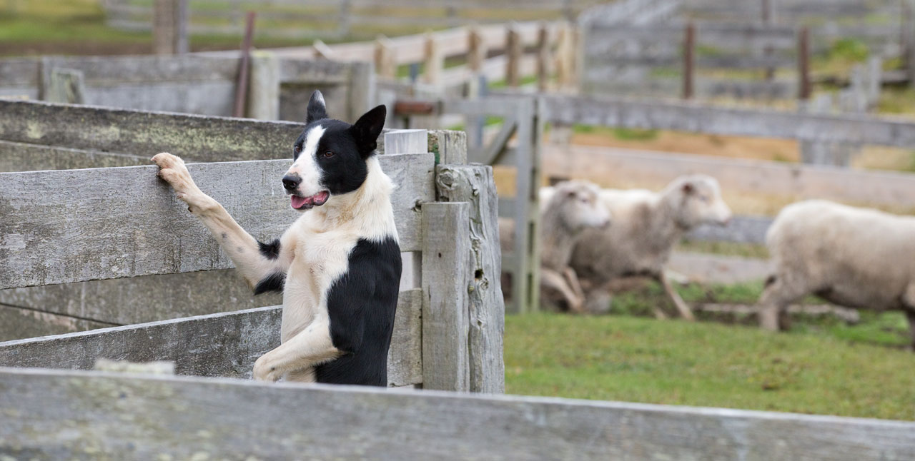 Falkland Islands Meat Company