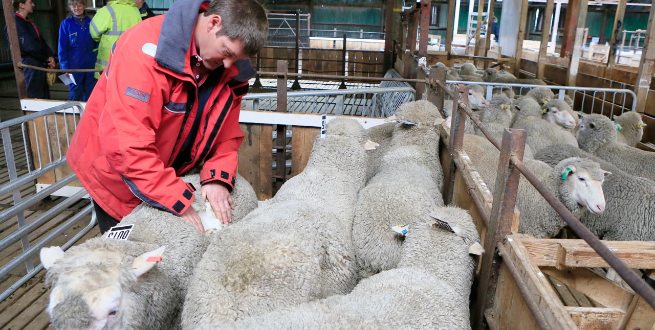 Falkland Islands Meat Company