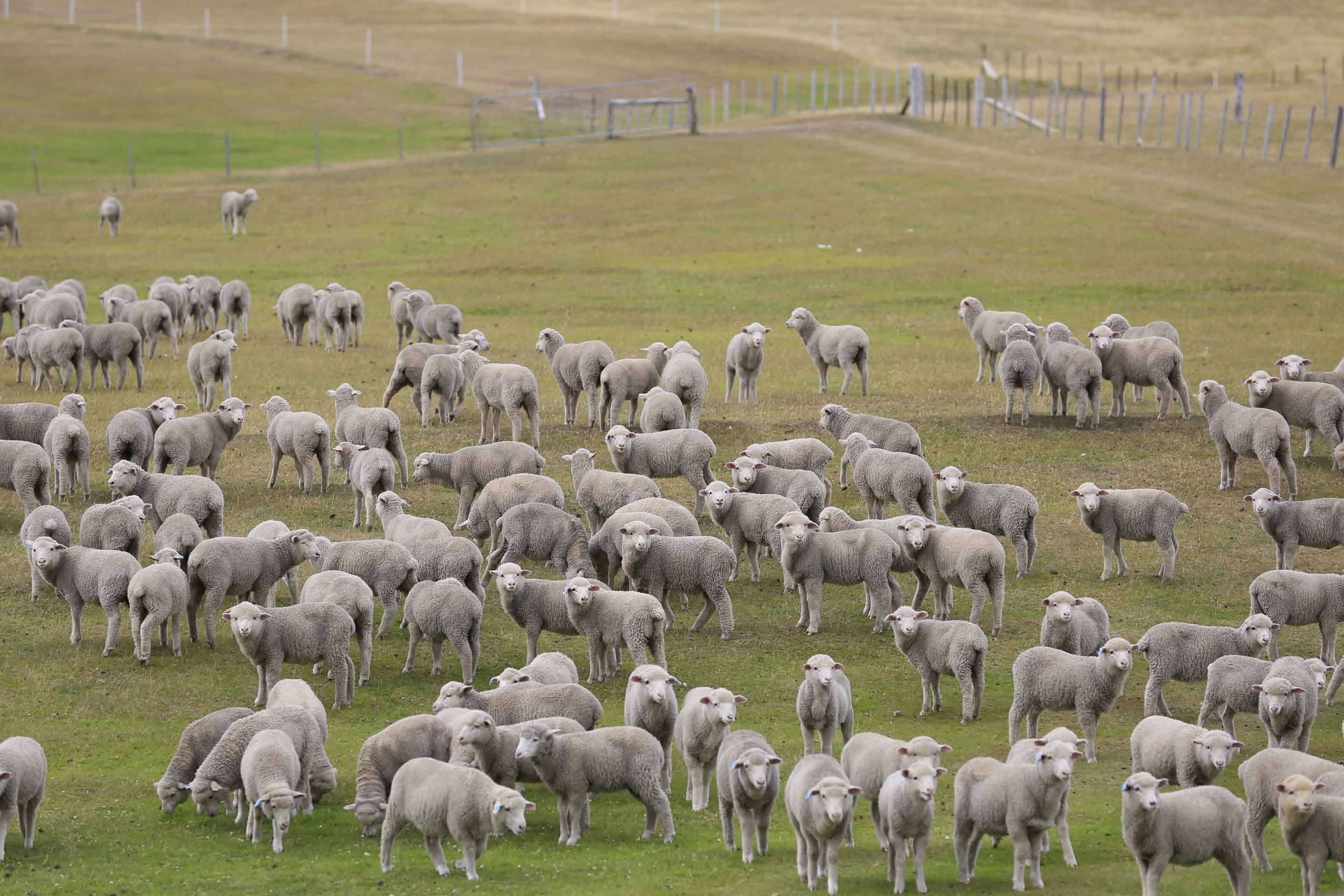 Falkland Islands Meat Company